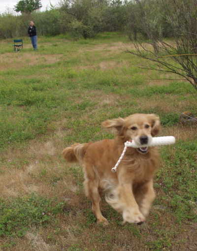 Tiger,  CH Sherwood's Let's Play A Round CD NA NAJ